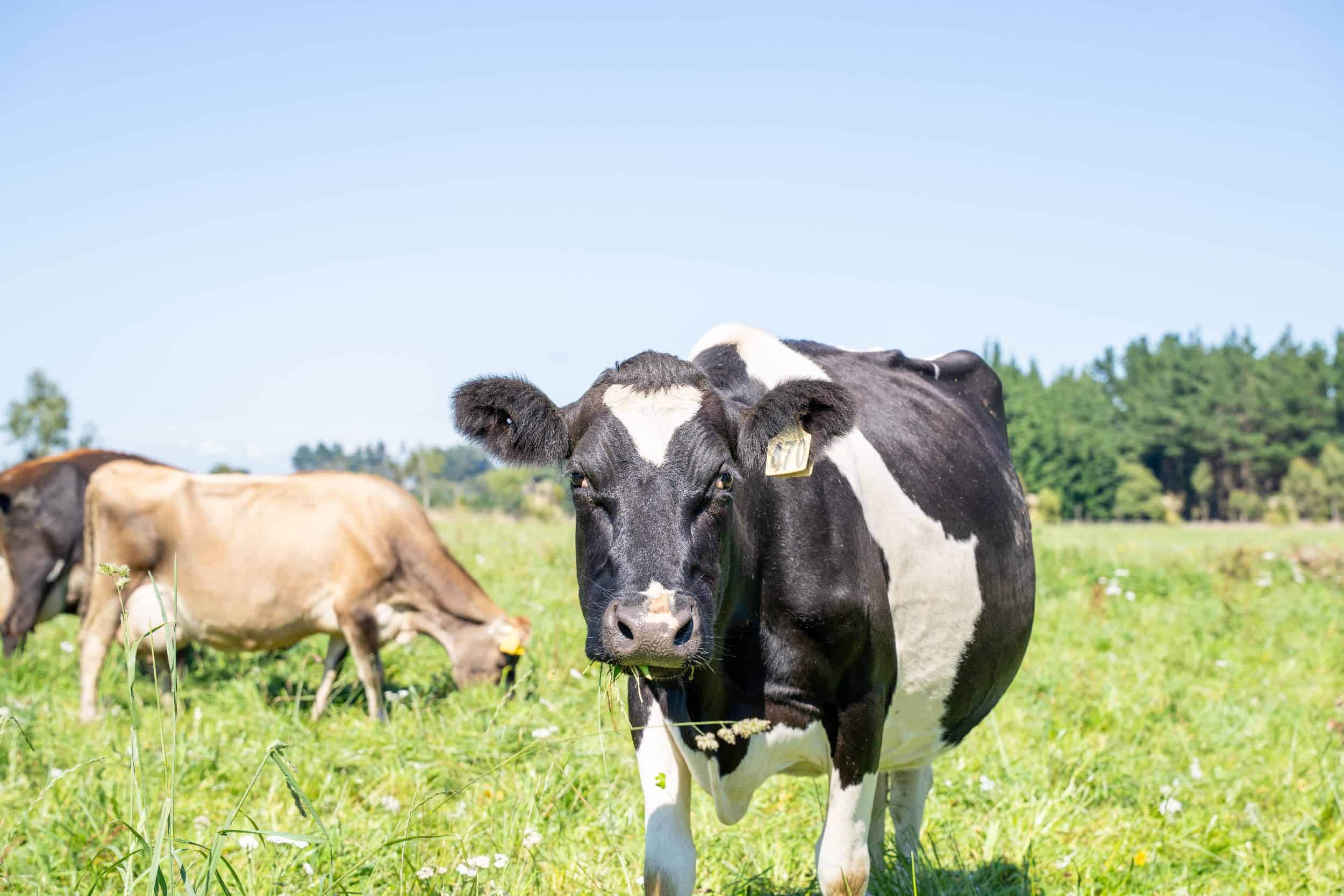 Dairy Farming
