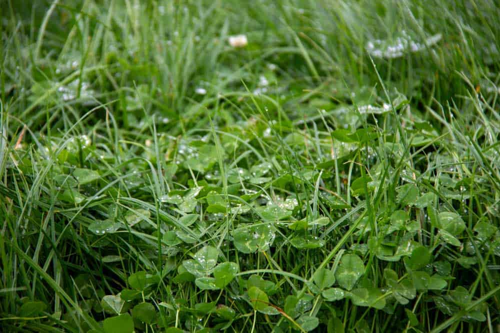 Grow more grass
