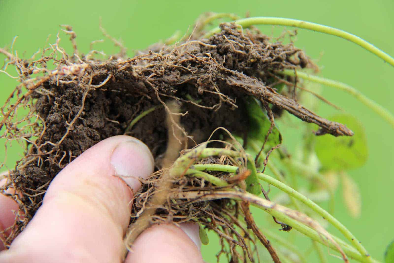 Organic & Regenerative