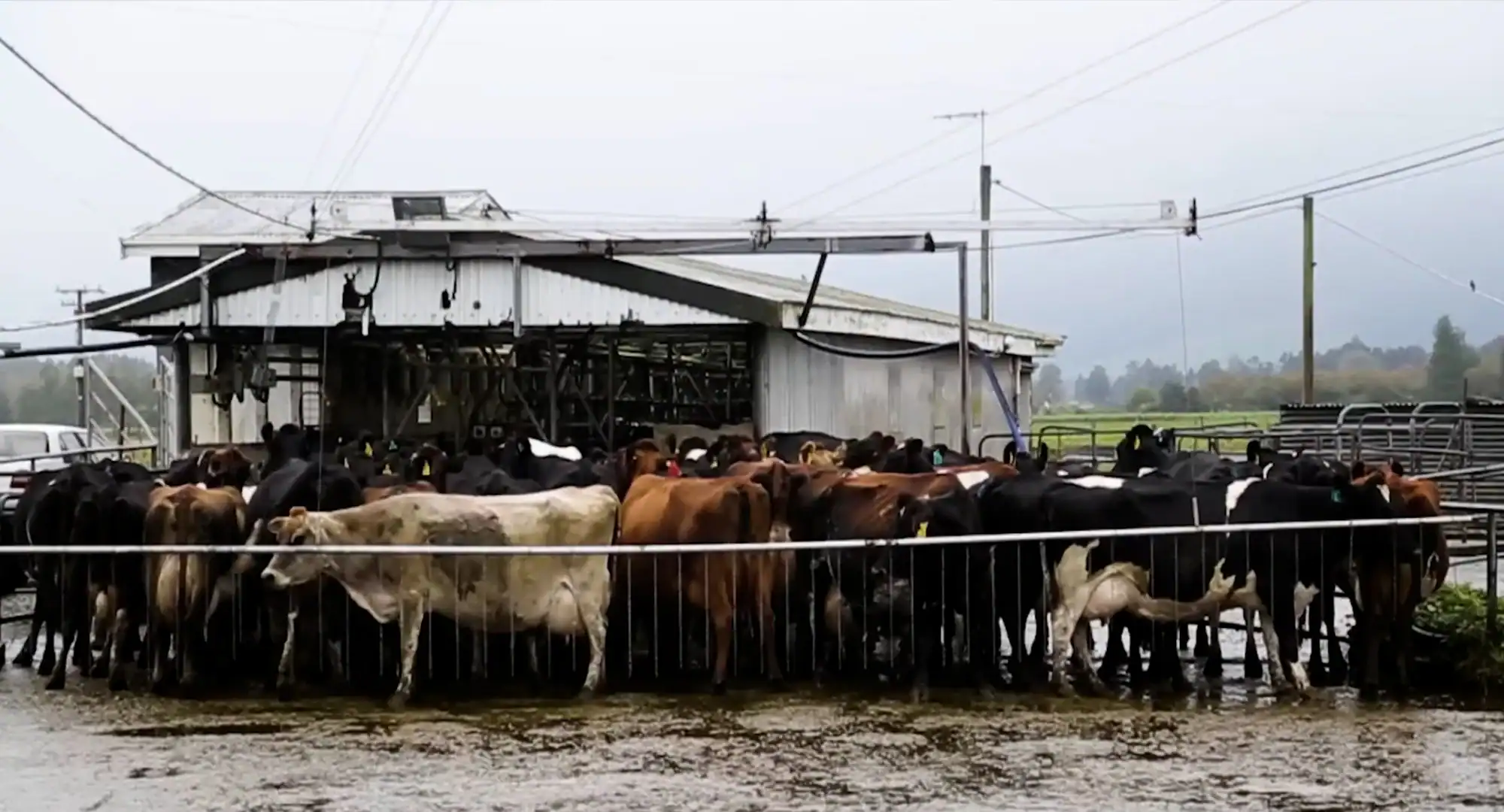Dairy cows queuing at the milking shed on a wet morning on Ian Maxwell's farm